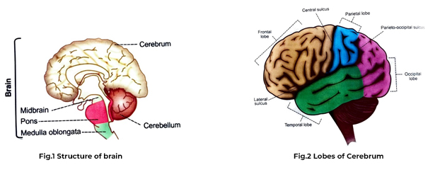 Structure of brain and Lobes of Cerebrum.jpg