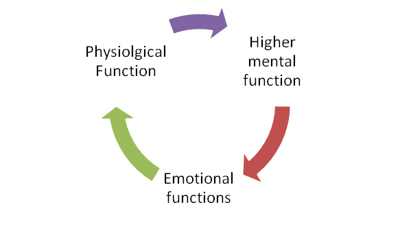 Figure 03: Categorization of the functions of pitta.