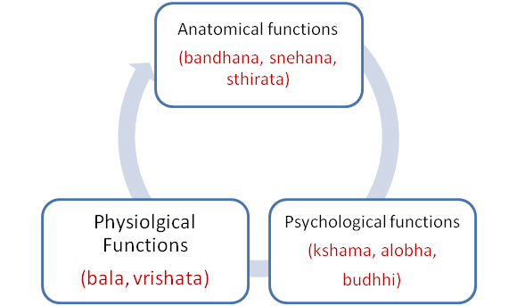 Figure 03: Categorization of the functions of kapha.