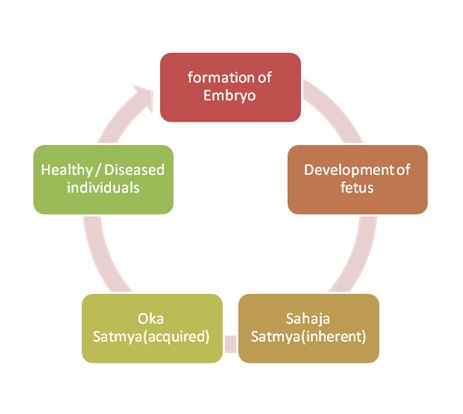 Image 2:Satmya in Life Cycle