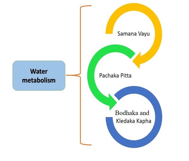 Figure 03: Dosha helpful in water metabolism.