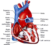 Diagram of the human heart.jpg
