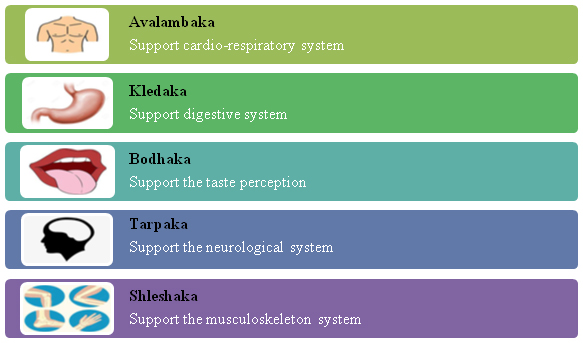 Figure 04: Location and Physiological aspect of different types of kapha.