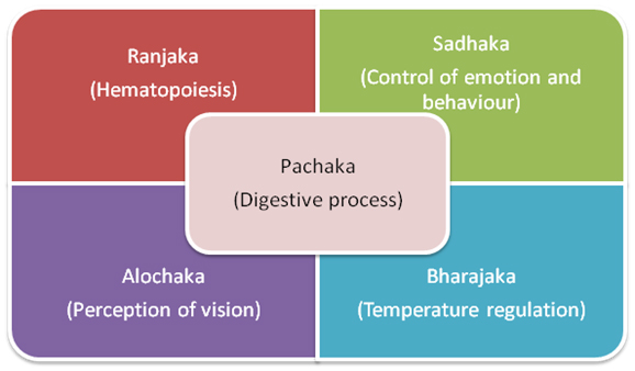 Figure 04: Physiology of different types of pitta dosha