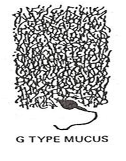 Gtypemucus.png