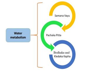 Dosha helpful in water metabolism.jpg
