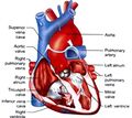 Diagram of the human heart.jpg