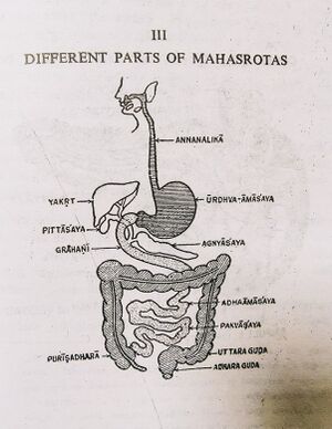 Different parts of mahasrotas.jpg