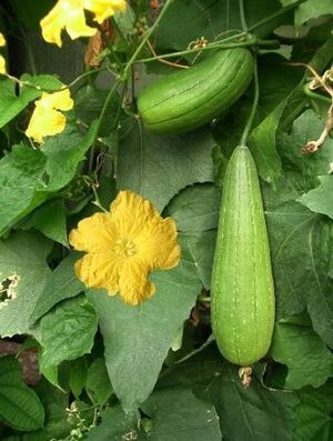 Luffa Cylindrica.jpg