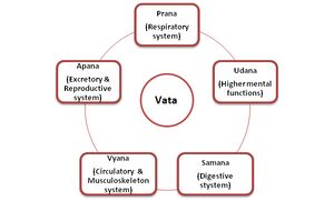 Vata- types.jpg