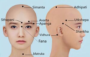 Fig.3: Marma of head & neck region]]