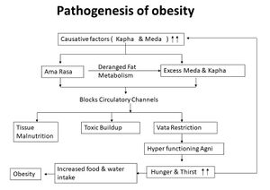 Obesity patogenesis.JPG